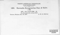 Ravenelia brongniartiae image